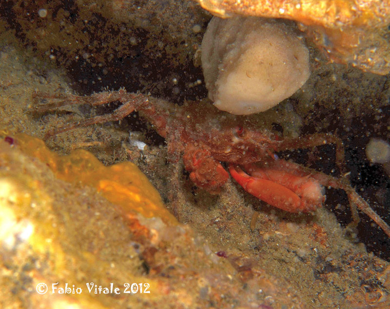 Crostacei in grotta